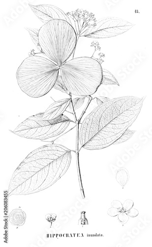 Illustration of plant © ruskpp