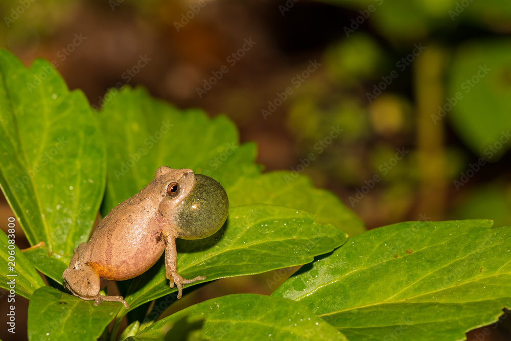 Obraz premium Northern Spring Peeper (Pseudacris crucifer)