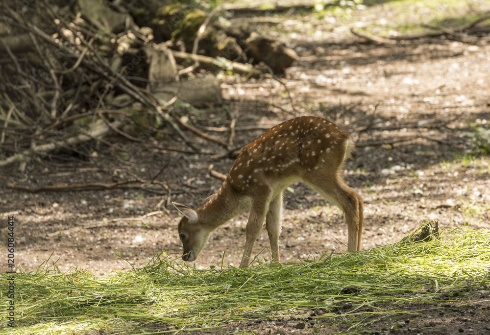 Fototapeta premium Mesopotamian, Fallow Deer (Dama dama mesopotamica) eats at the edge of the forest.