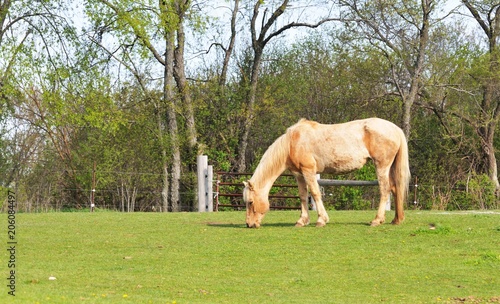 Skinny Horse Grazing