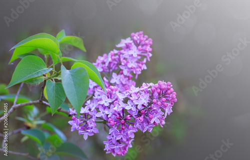 Branch of blossoming lilac isolated on gray.