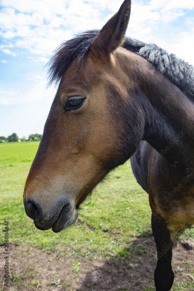 Obraz premium horses head