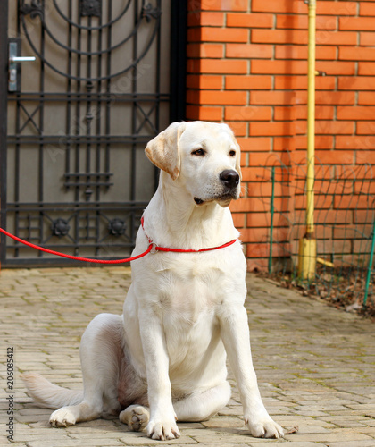 the yellow labrador in the park