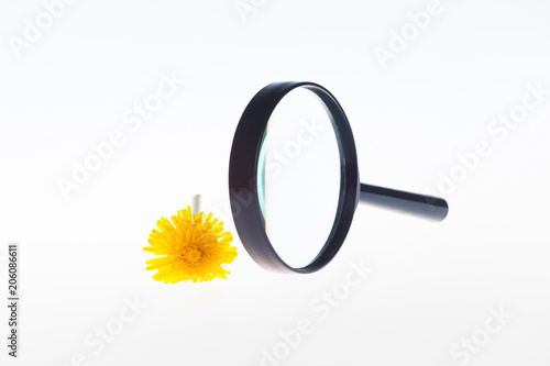 Fototapeta Naklejka Na Ścianę i Meble -  Dandelion flower and a magnifier