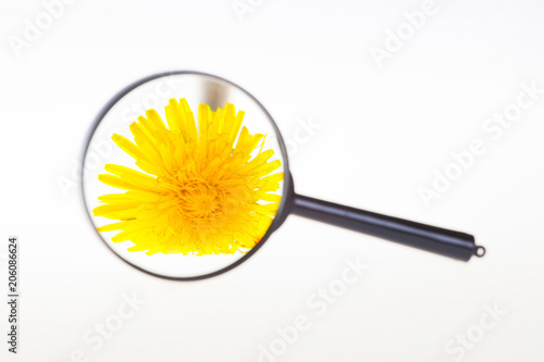 Fototapeta Naklejka Na Ścianę i Meble -  Dandelion flower through a magnifier