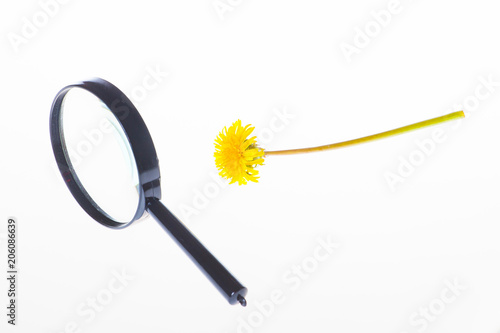 Fototapeta Naklejka Na Ścianę i Meble -  Dandelion flower and a magnifier