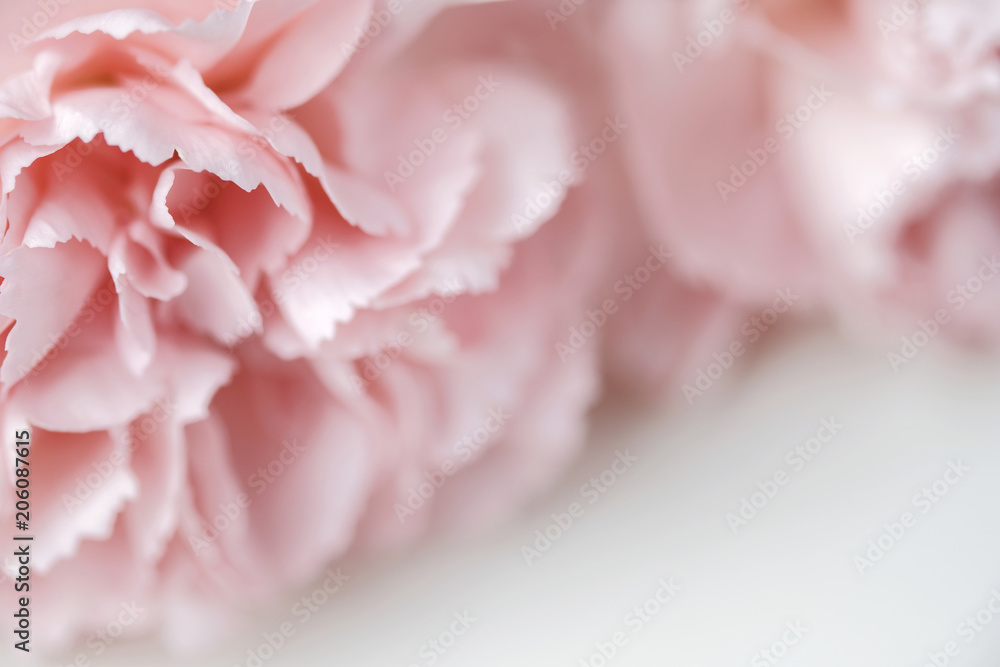 Carnation flower pastel background