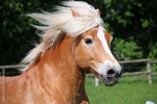 beautiful haflinger horse portrait with flying hair