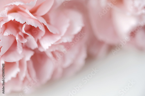 Carnation flower pastel background
