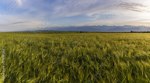 Wheat field and snow-capped mountains