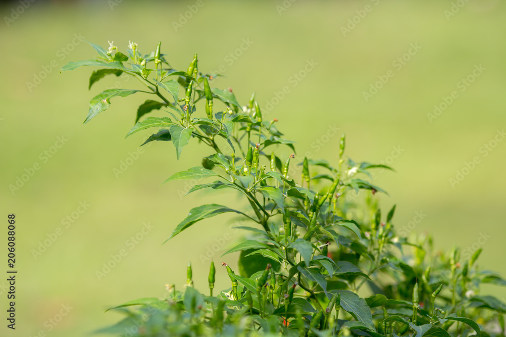 Obraz premium Thai chilli tree agriculteral