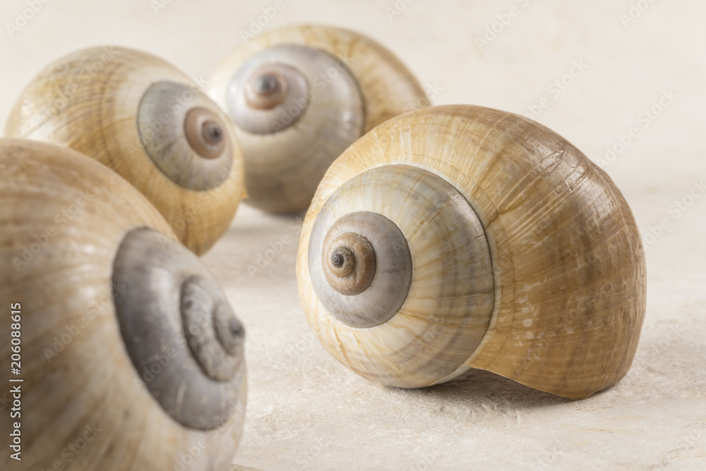 Seashell Gathering