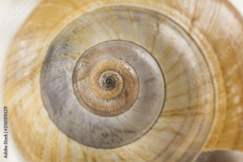  Close-up view of a conch shell