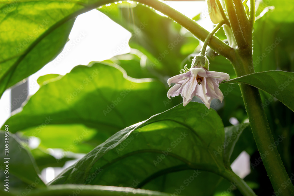 Obraz premium Eggplant flower in the garden close up
