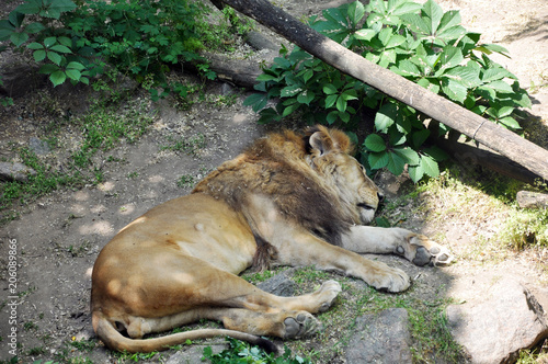 lion sleep in the zoo photo