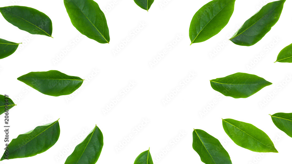 flat lay green leaf isolated on white background for creative nature backdrop flat lay green leaf isolated on white background for creative nature backdrop
