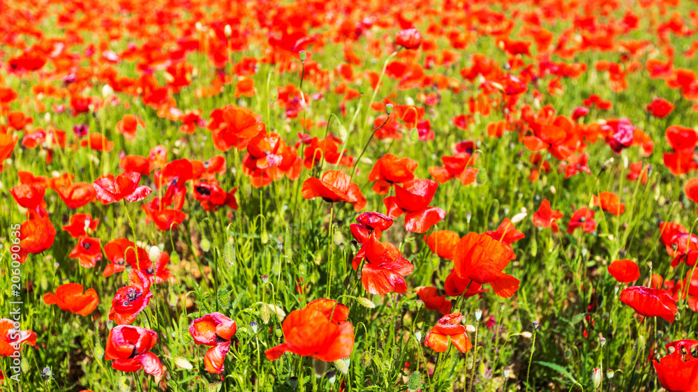 champ de coquelicots