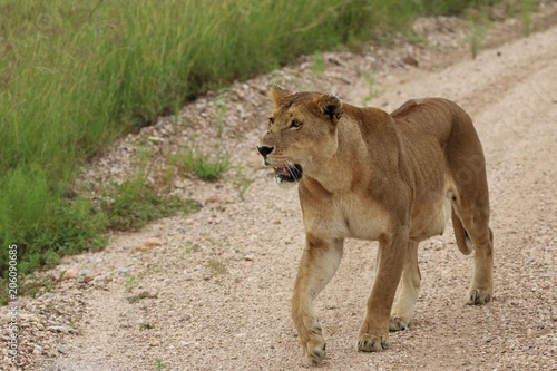 Lioness  Serengeti  Tanaznia  Africa