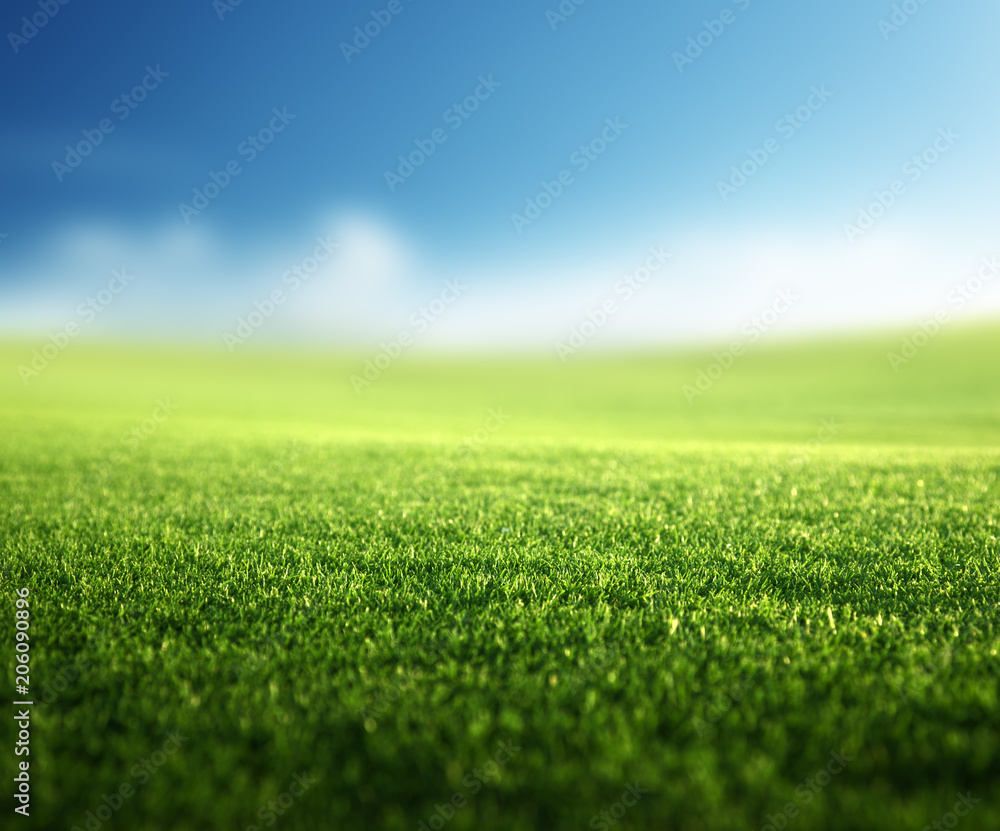 field of spring grass (shallow DOF)