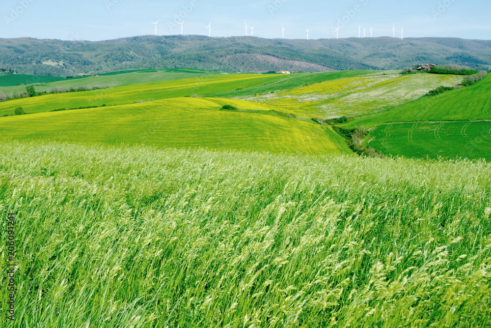fields of gold fields of gold