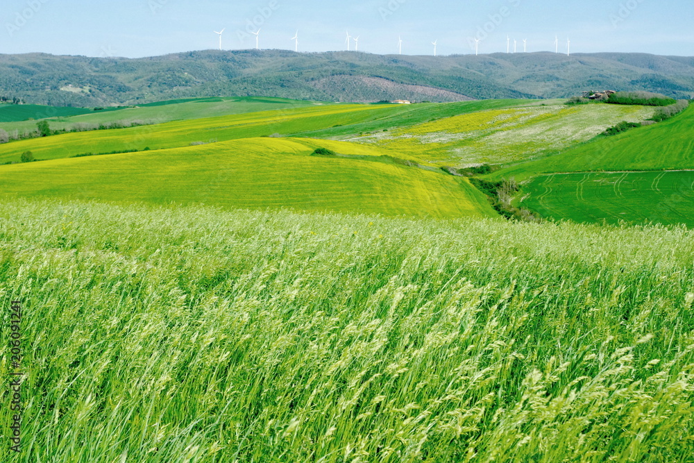 fields of gold 