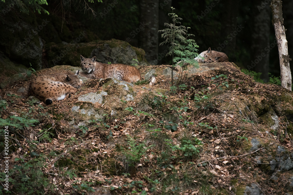 Three lynx are sleeping on the rock in Bayerischer Wald National Park, Germany Three lynx are sleeping on the rock in Bayerischer Wald National Park, Germany
