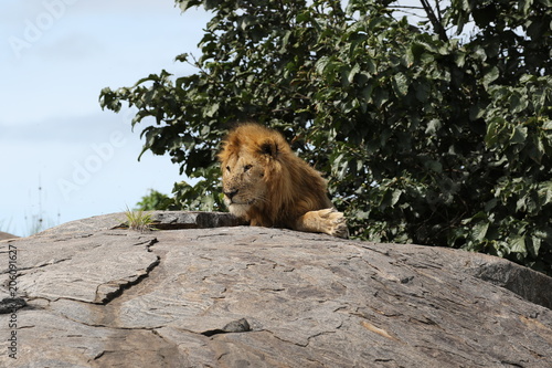 Lion sitting on Kopje  Serengeti. Tanzania