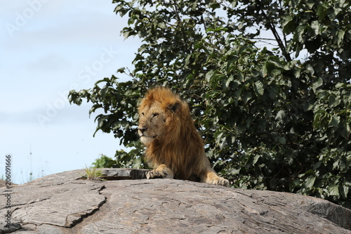 Lion sits and look around from Kopje Serengeti  Tanzania