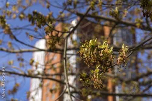 just bloomed leaves and pollen buds of maple on a blurred city background