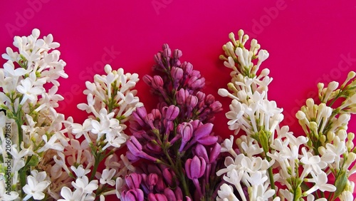 Beautiful lilac on a pink background.Natural background.