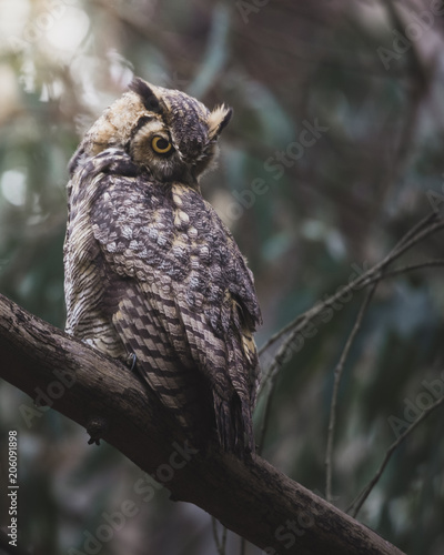 Great-Horned Owl Awakes