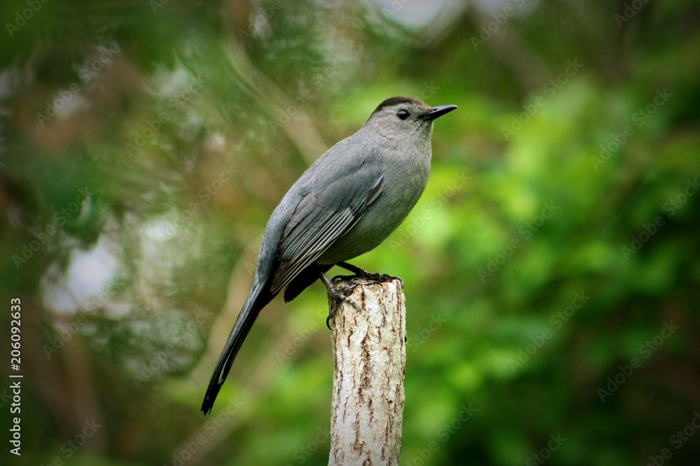 Cat Bird Cat Bird