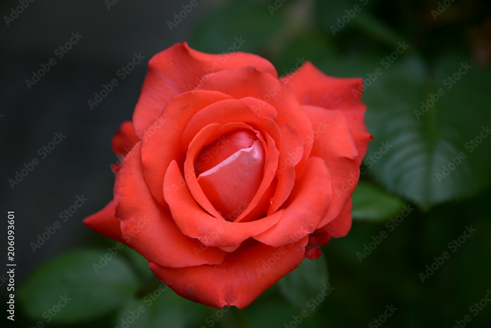 Beautiful red rose in garden direct above Beautiful red rose in garden direct above