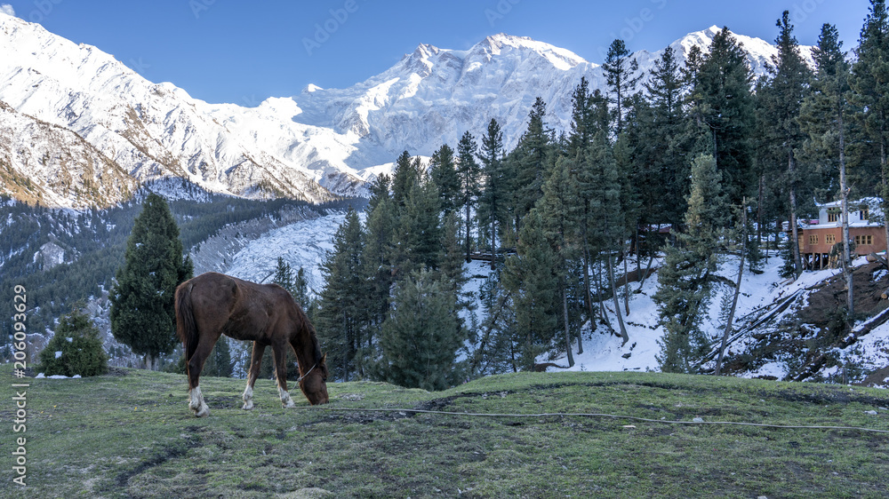 A brown horse eat grass on a meadow with Nanga Parbat mountain peak background,Gilgit, Balistan, Pakistan