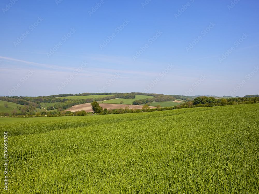 Yorkshire Wolds scenic patchwork fields Yorkshire Wolds scenic patchwork fields