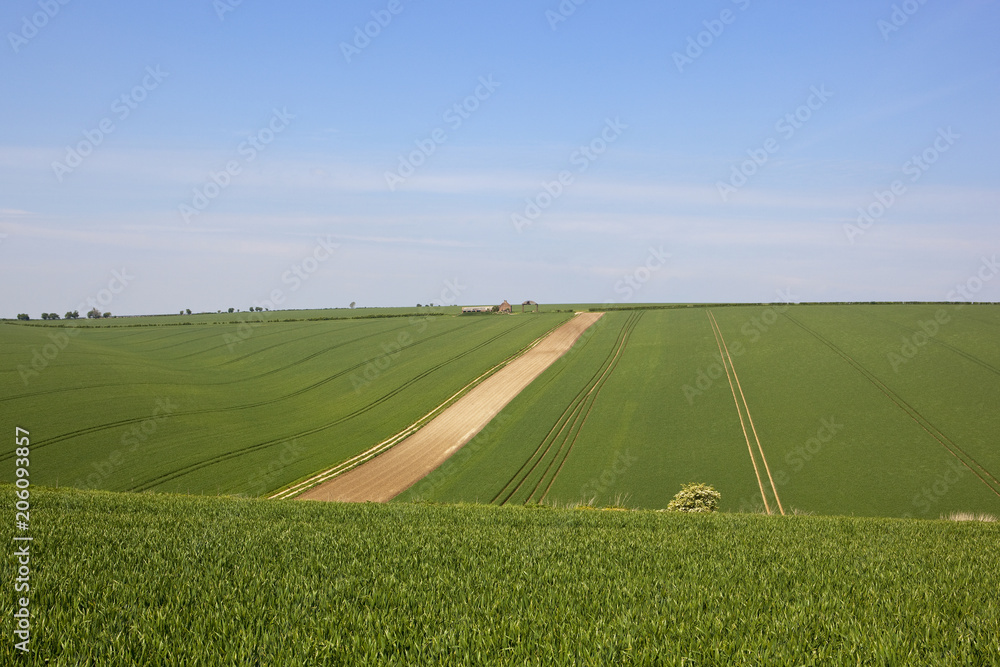 Obraz premium old farm and wheat fields