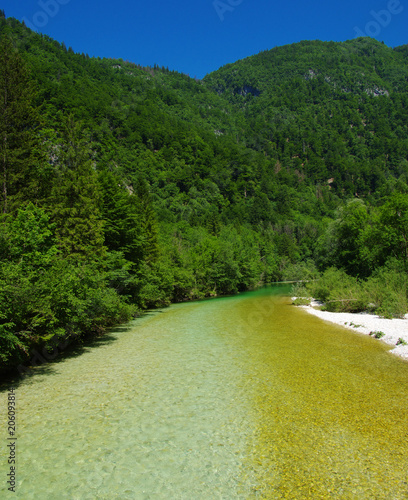  forest and river