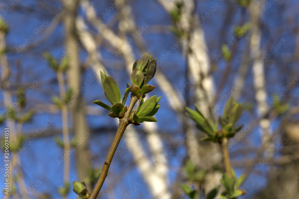 Fototapeta premium barely opened spring buds with young leaves on a tree branch close up