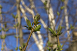 barely opened spring buds with young leaves on a tree branch close up