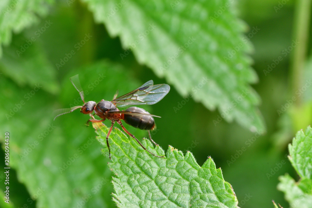 macro forest ant with wings the queen of the ant macro forest ant with wings the queen of the ant