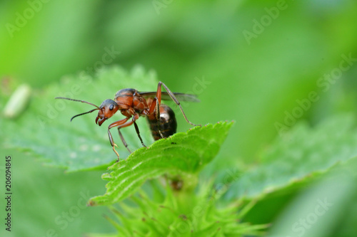 macro forest ant with wings the queen of the ant © Pavol Klimek