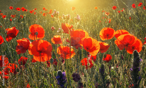 Beautiful field of red poppies in the sunrise light  in the Valderrobres medieval village  Matarrana district  Teruel province  Spain