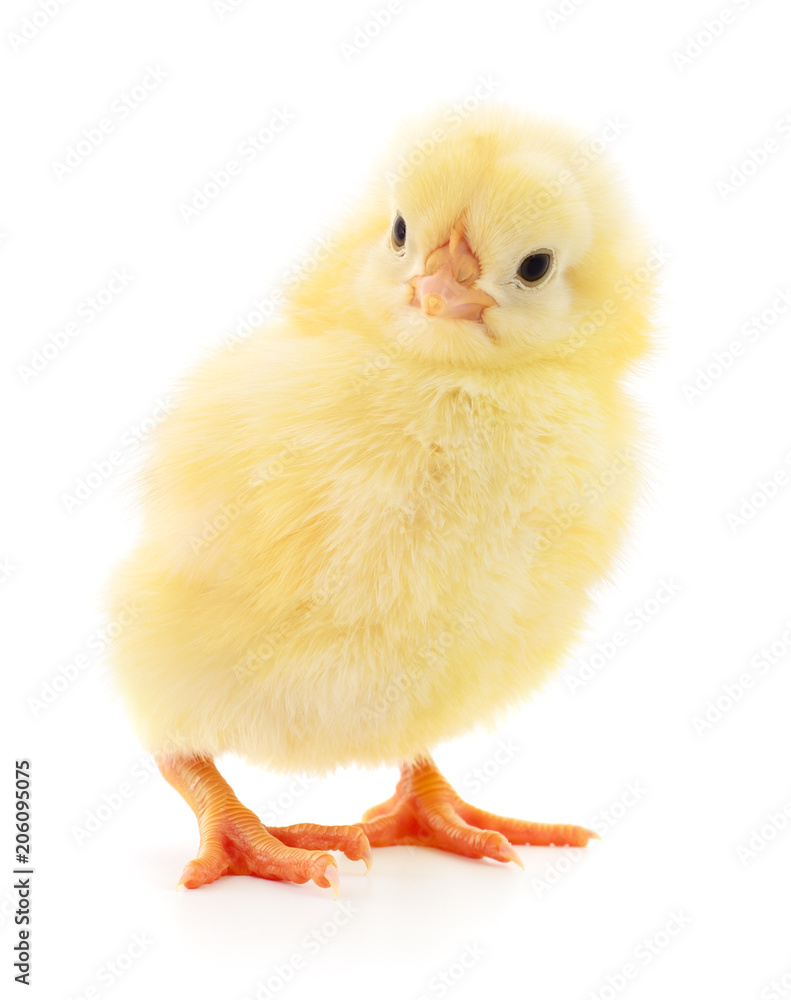 Fototapeta Mały żółty kurczak.