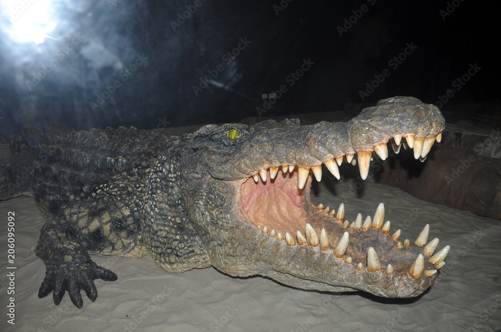 Obraz premium crocodile danger in water, attack people