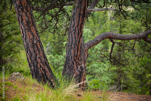 Characteristic bark of the Ponderosa Pine tree in Brisithc Columbia, Canada