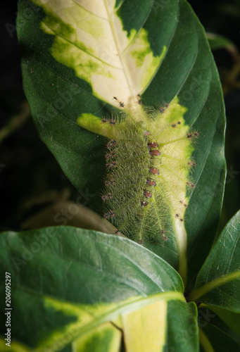 Fotografie Caterpillar of the Common Gaudy Baron butterfly ( Euthalia lubentina )