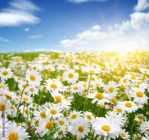 Fototapeta Naklejka Na Ścianę i Meble -  field of daisy flowers