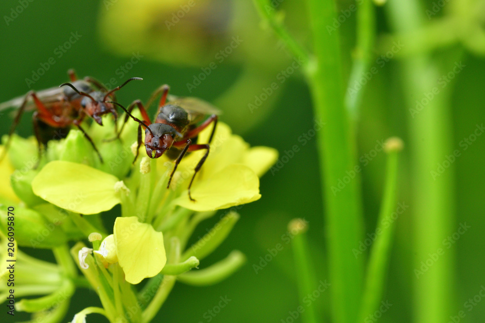 macro forest ant with wings the queen of the ant macro forest ant with wings the queen of the ant