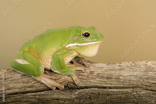White Lipped Tree Frog (Litoria infrafrenata)/White Lipped Tree Frog on thick branch