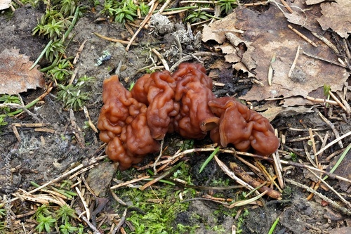 False morel (Gyromitra esculenta), wild mushroom from Finland